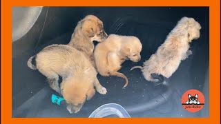 Five Tiny Puppies Left to Die at the Highway are Rescued by Jutta Shelter 1,519 views 4 days ago 7 minutes, 10 seconds