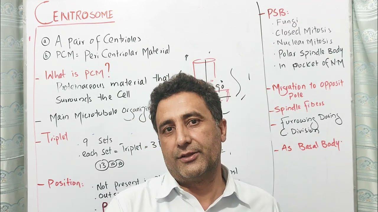 centrosome-centrioles-simple-in-urdu-hindi-youtube