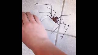 Giant Harry Potter Spider