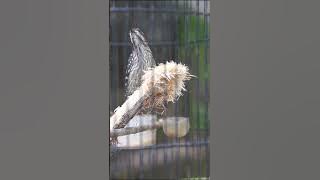 masteran handal pelatuk sampit gacor #pelatuksampit #pelatuk