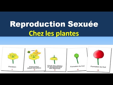 Vidéo: Dans les plantes à fleurs, la protandrie se produit dans ?