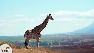 Tallest animal on land | They are funny innocent creatures Fun fact about giraffes | Life on planet by Life on Planet 24 views 2 years ago 41 seconds