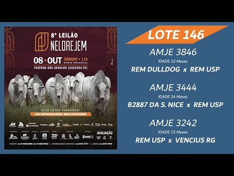 LOTE 146