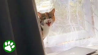 Cat Breaks Into Man's Bedroom