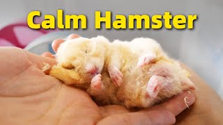 Почему мой хомяк меня не боится /Why Is My Hamster Not Scared of Me