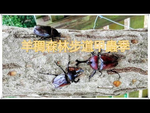 桃園.蘆竹【羊稠森林步道甲蟲季】獨角仙