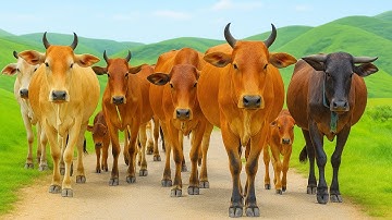 Aktivitas Mengiring Sapi Lembu jinak Menuju Ke Kandang Peternakan Hewan Ternak  - Suara sapi moo