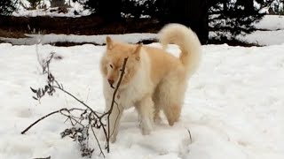 Jina Finnish lapphund in the snow, France