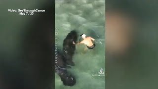 VIDEO: People illegally harassing manatees at popular Florida beach