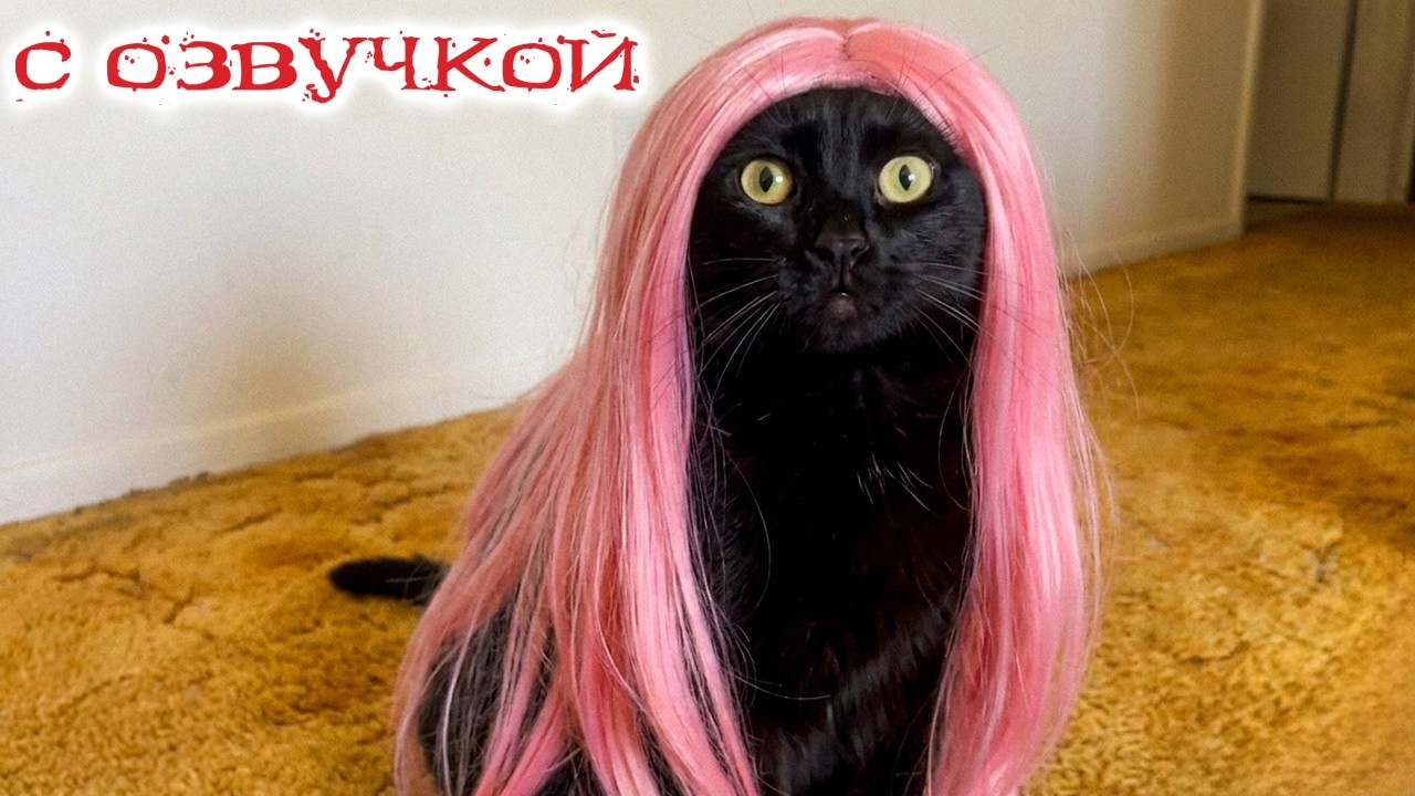Funny Cats - WITH VOICE-OVER! Animal fails 2026! Try not to laugh