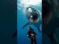 Swim with Meg 🤯#megalodon #sea #ocen #seacreatures #viral