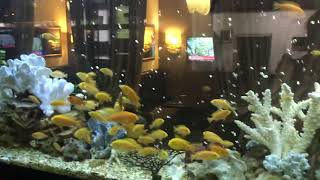 Рыбки в ресторане