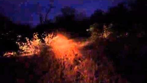 Leopard attacks warthog in Kruger National Park - Viva Safaris