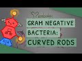 Gram negative bacteria curved rods campylobacter jejuni vibrio  helicobacter pylori