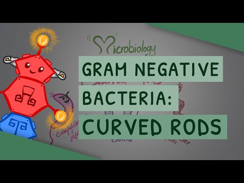 Gram Negative Bacteria: Curved Rods (Campylobacter jejuni, Vibrio, & Helicobacter pylori)