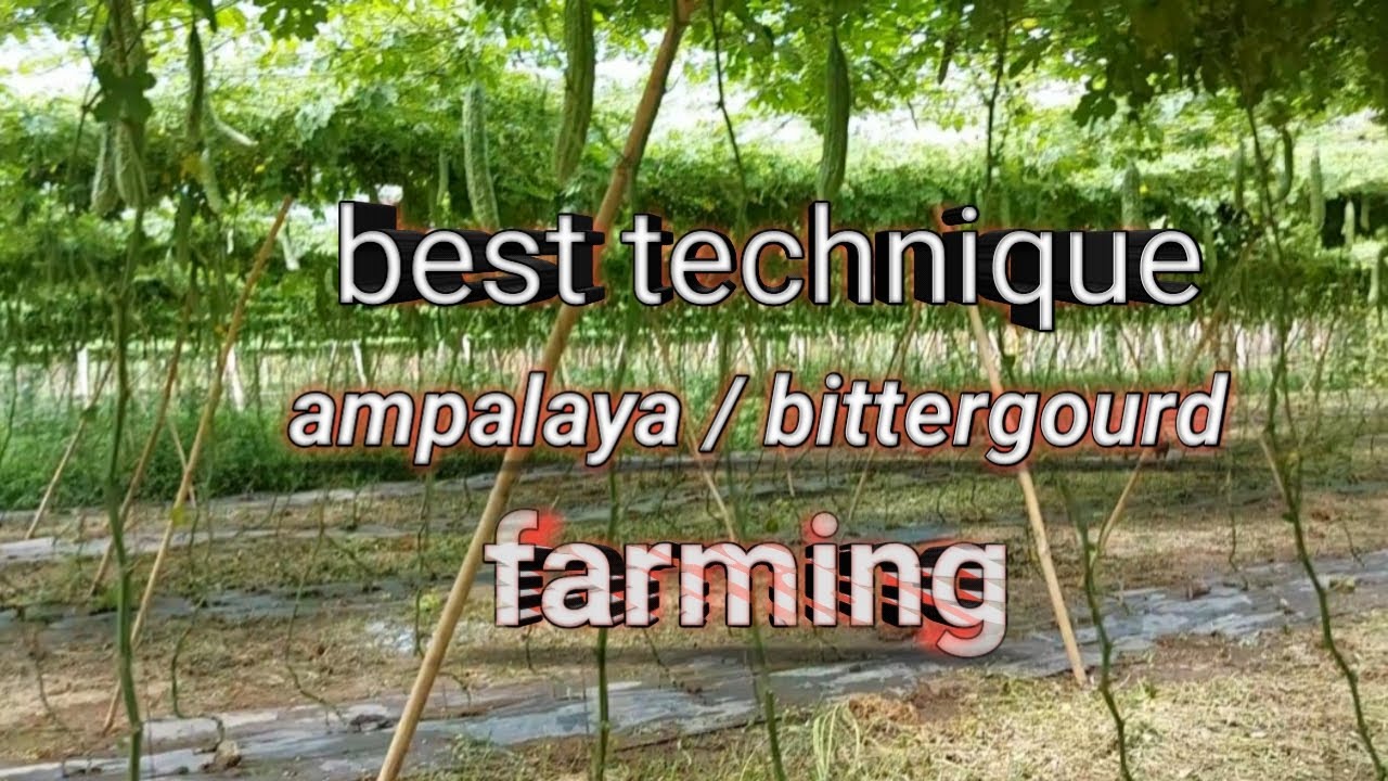 Bittergourd farming advice, paano ang mga tamang gawin kapag magtatanim ng ampalaya?