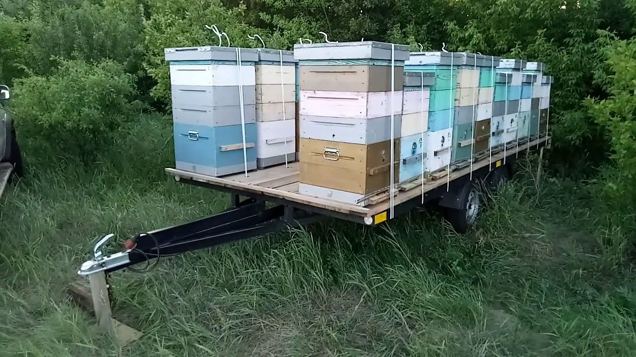 Купить прицеп для пчел. Прицеп «пасека седельная-24» (“ось”). Прицеп 2птс4 для перевозки пчел. Прицеп пчеловодческий на 10 ульев. Прицеп пчеловод Орион-9 с удлиненной платформой.