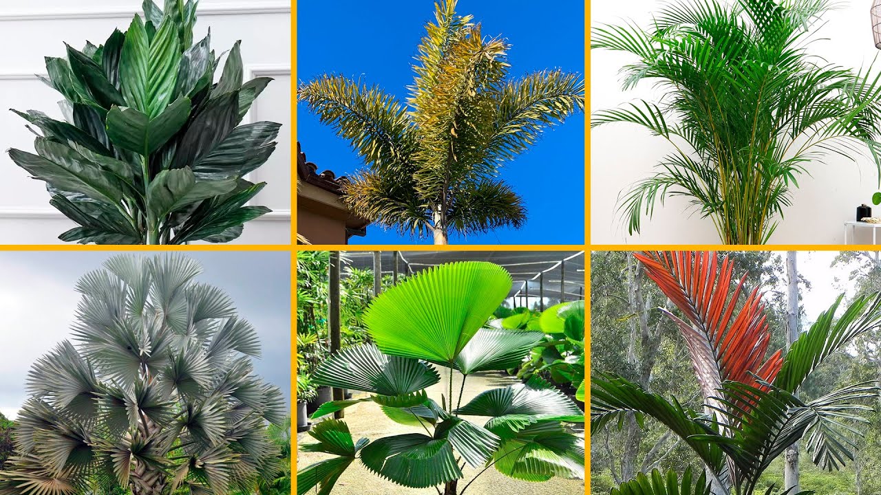 15 TIPOS de PALMERAS para JARDÍNES y PARQUES