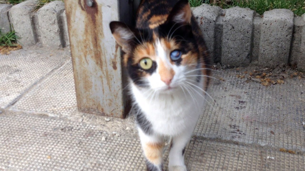 Chat Avec 2 Yeux De Couleurs Différentes