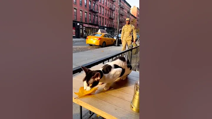 Video 11905751: devon rex, furry, talking, cat