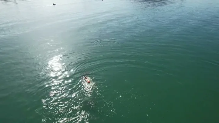 Swimming with Dolphins