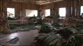 Forests for People 1: An Introduction to Community Forestry