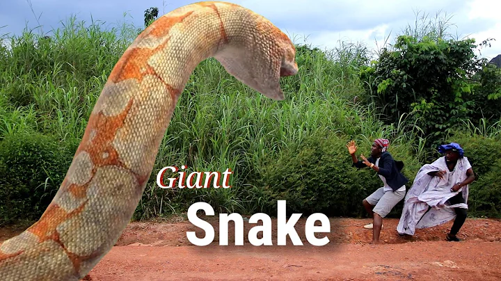 GIANT SNAKE | Sirbalo Comedy | OGB Recent | Mark Angel Comedy | Sabinus | Brain jotter Comedian