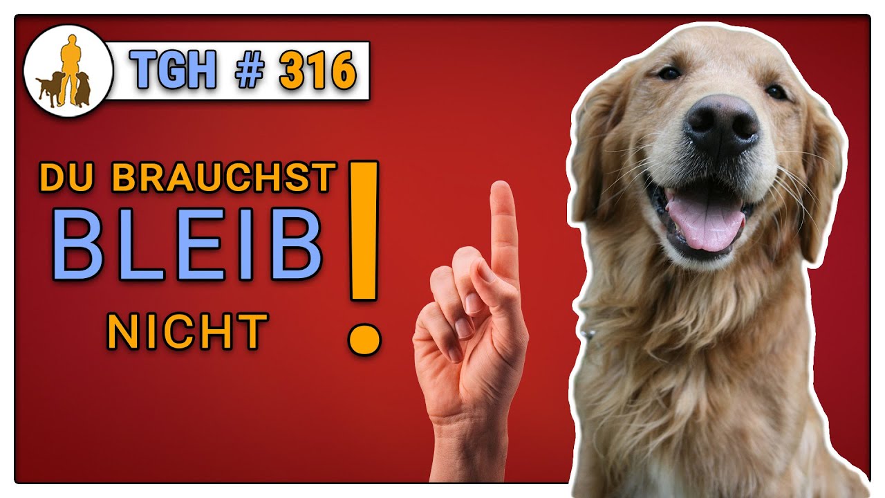 Dna Test Fur Hunde Im Test Welche Hunderassen Sind In Meinem Hund Versteckt Easy Dogs