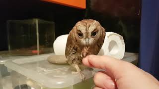 A scops owl eating cockroaches. Information on keeping and feeding an owl.