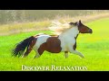 Peaceful farm ambience with farm animals and relaxing music acoustic guitar instrumental music