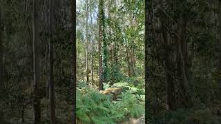 Sunday Morning Walks in Luneda , Galicia, Spain