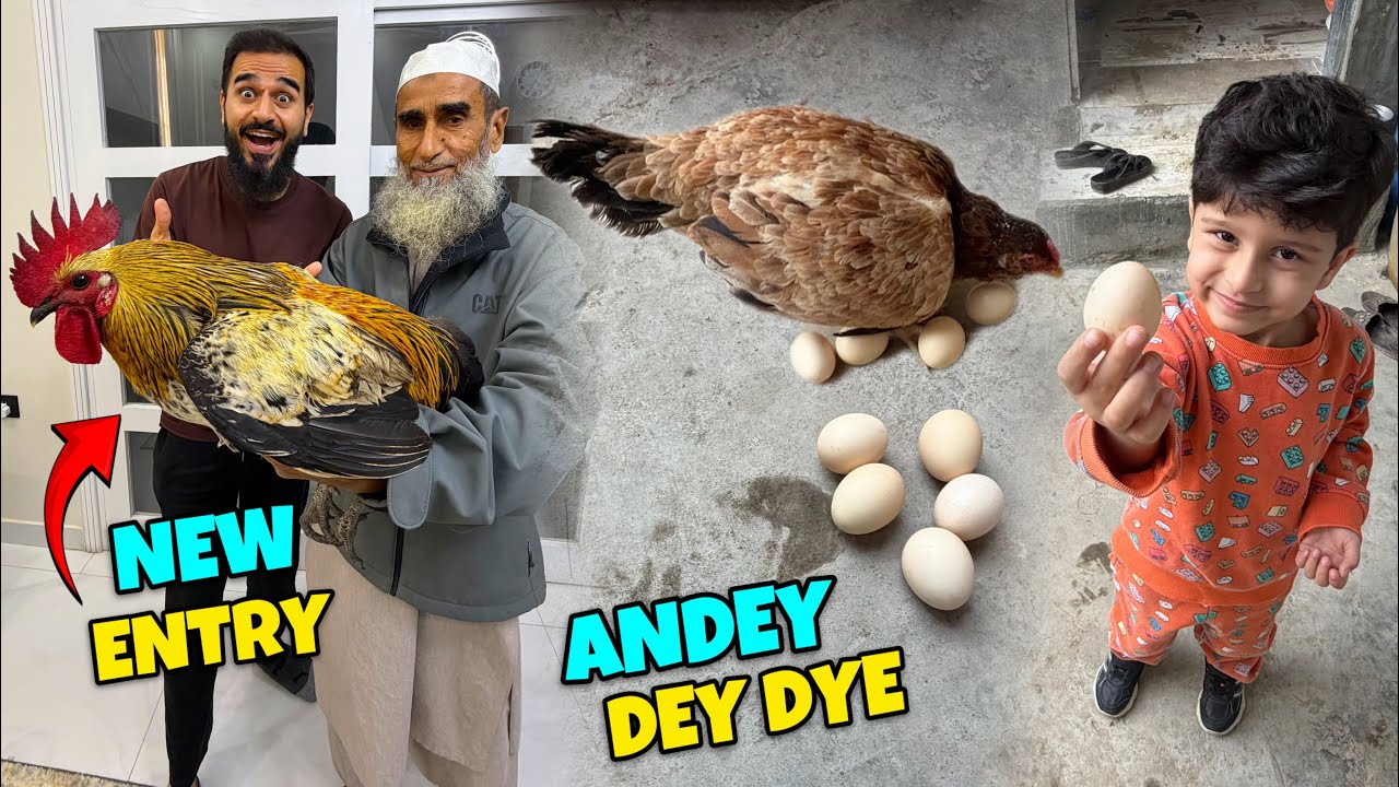 Hamara naya murgha agaya finally 😍 aur hamari murghi ne andey bhi dey dye 🥚