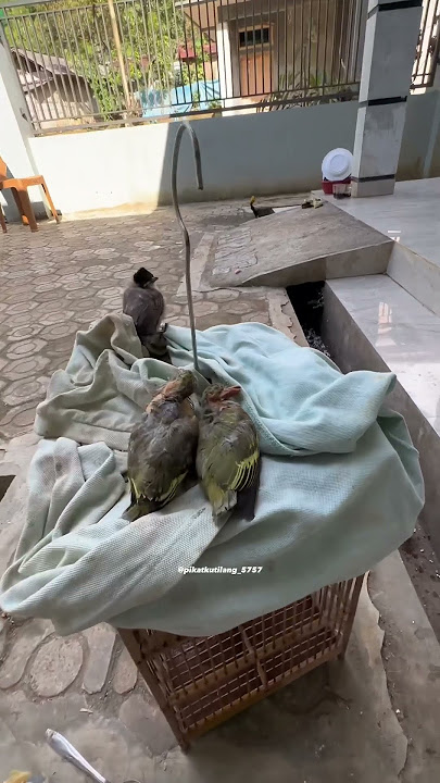 Baby punai meninggoy birds #babybirds #shorts #kicaumania #birds