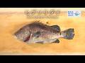 ヒゲソリダイのさばき方 - How to filet Short barbeled velvetchin -｜日本さばけるプロジェクト