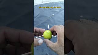 How to grow a Lemon tree from a lemon with Aloe Vera shortvideo plants garden viral trending