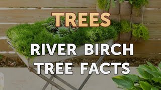 River Birch Tree Facts