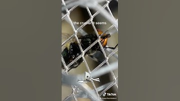 Fly zapping in slow motion ::graphic::