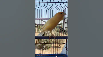 تغريد انثى الكناري 