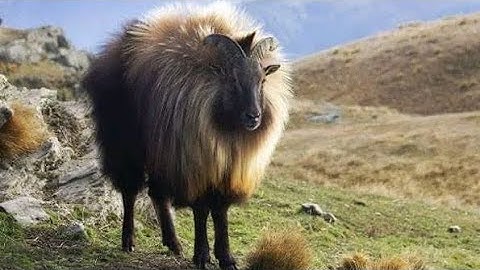 Sherpa  Animato video Sherpa cartoon