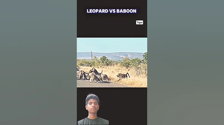 leopard vs baboon #trending #animals #wildlife #leopard #baboon #shortsvideo #youtube #shorts