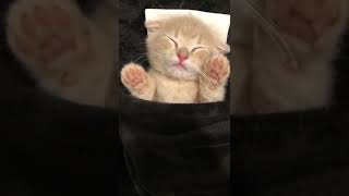 寝ながら笑う短足猫が可愛すぎた…