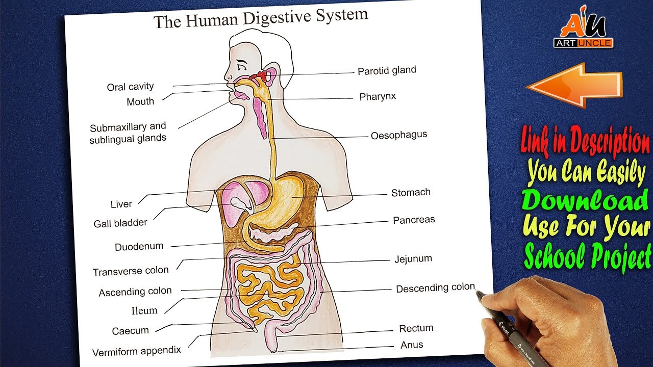 please tell the answer i notebook please easy steps to draw a human digestive  system diagram write the steps - Brainly.in