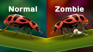 Zombified Lady Beetle