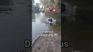 #rottweiler the dangerous dog☠️🔥 #attitude #lion#shera #shortsvideo #trendingshorts #dog