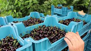 Kersen Vers Van De Teler, Van Boom Tot Bord