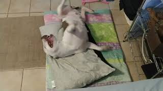 Daisy After Her Bath