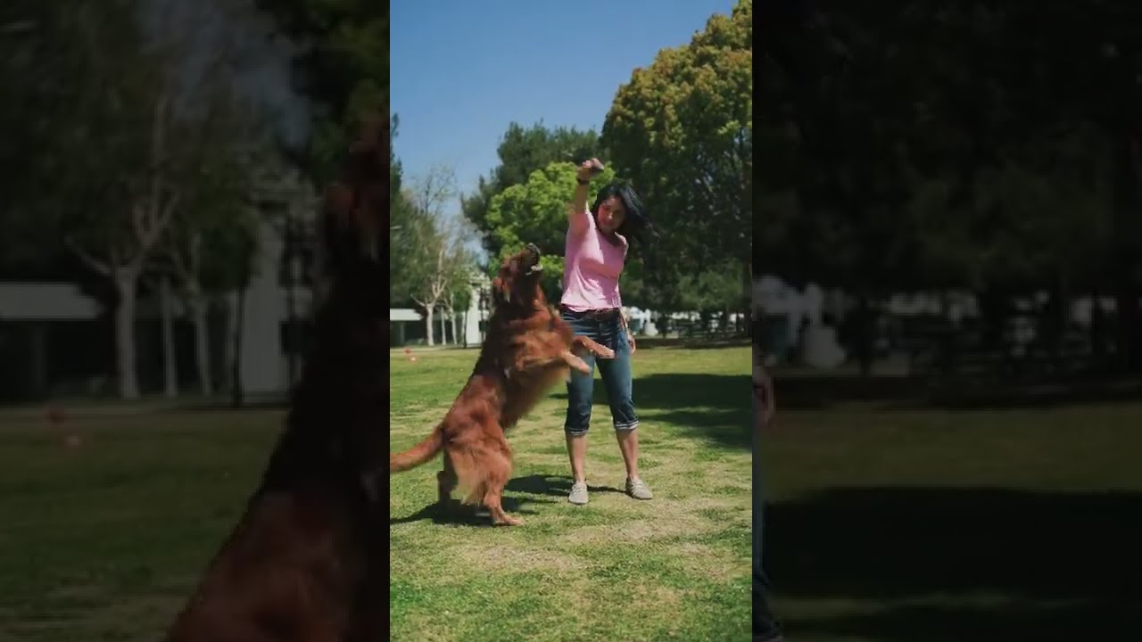 дрессировка собак на свежем воздухе