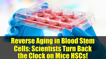 Reverse Aging in Blood Stem Cells: Scientists Turn Back the Clock on Mice HSCs!