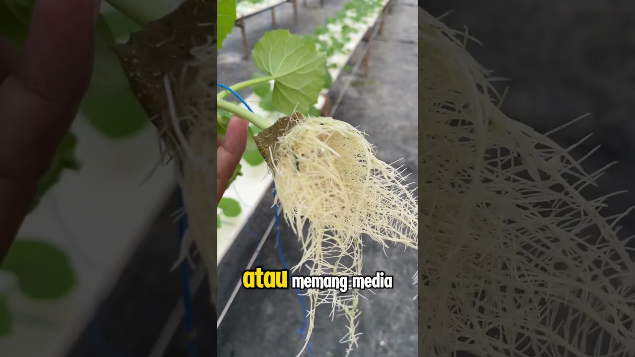 Apa sebenernya yg menyebabkan puret? 