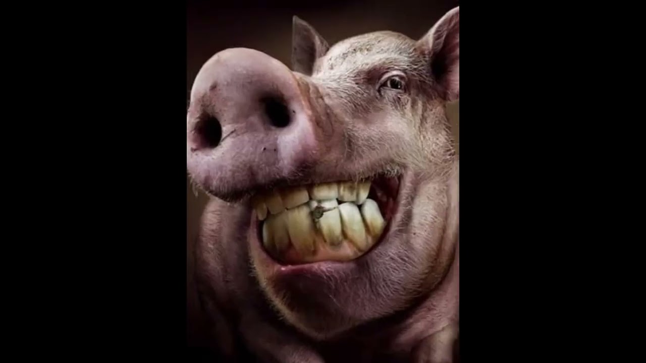 Хакелинг в 4 жанрах (prod. jbka9 feat Suno)